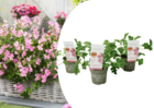 Pelargonium 'plante anti-moustique' - lot de 3 - rose - ⌀10 cm - hauteur 15-25cm