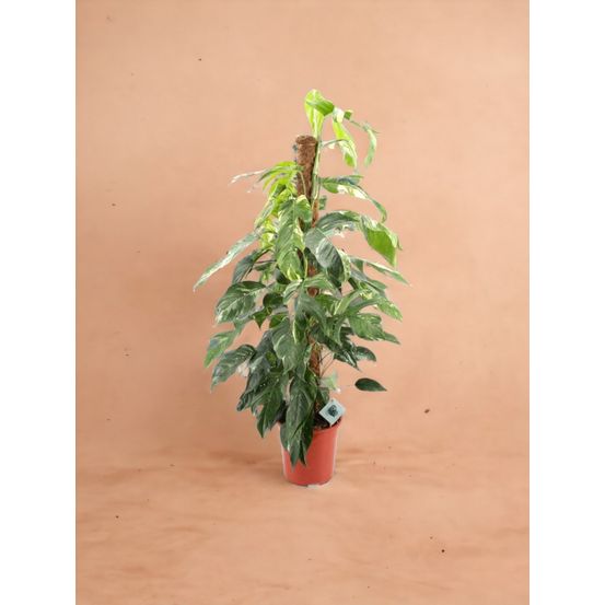 Epipremnum pinnatum albo variegata sur tuteur - h 125 cm, pot ø24 cm