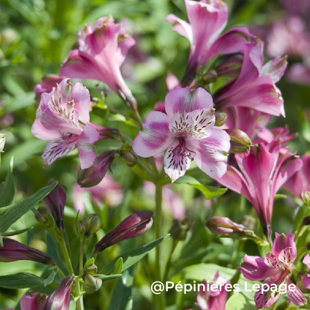 3 alstroemères 'devotion' (alstroemeria 'devotion')
