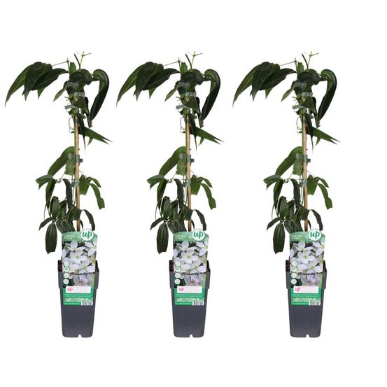 Lot de 3 - clematis armandii - h65 cm