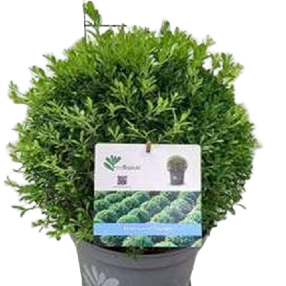 Betterbuxus 'skylight' boule – 30+ cm