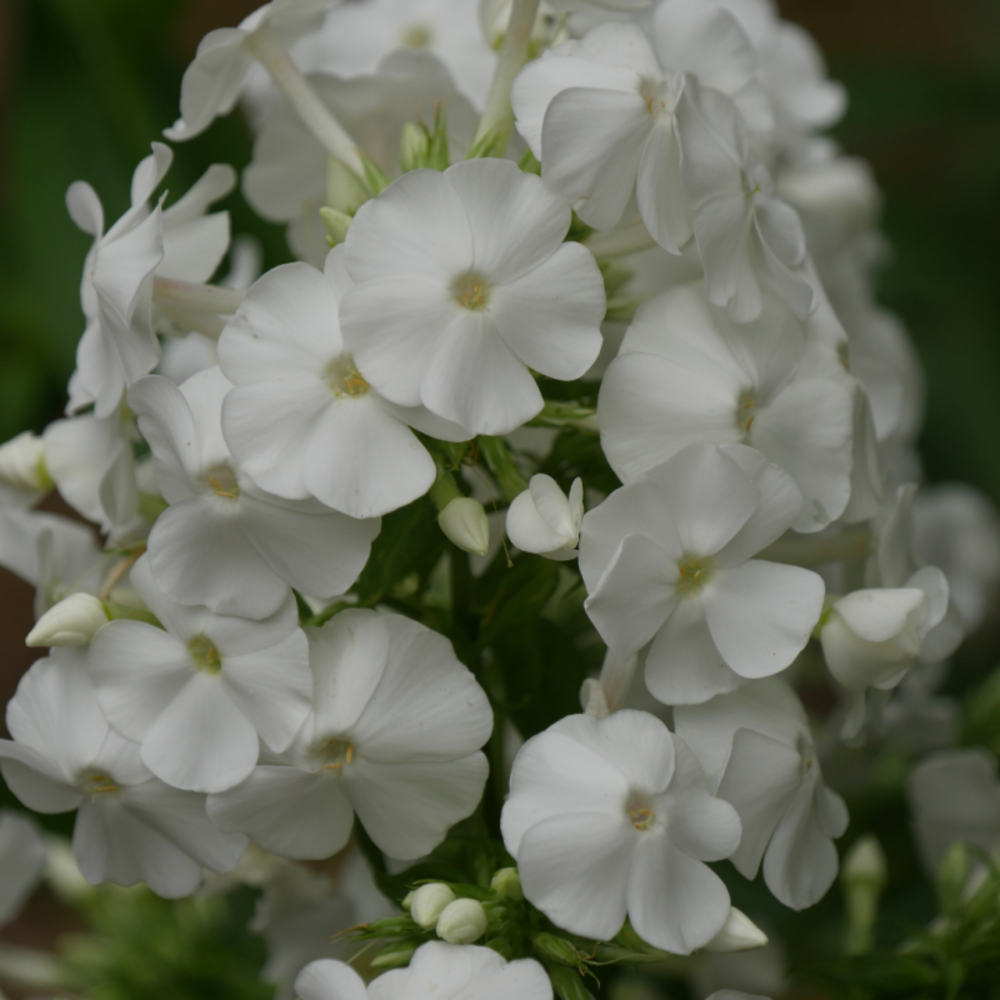 Phlox paniculata fujiyama - 5 cm godet de 9 cm - blanc