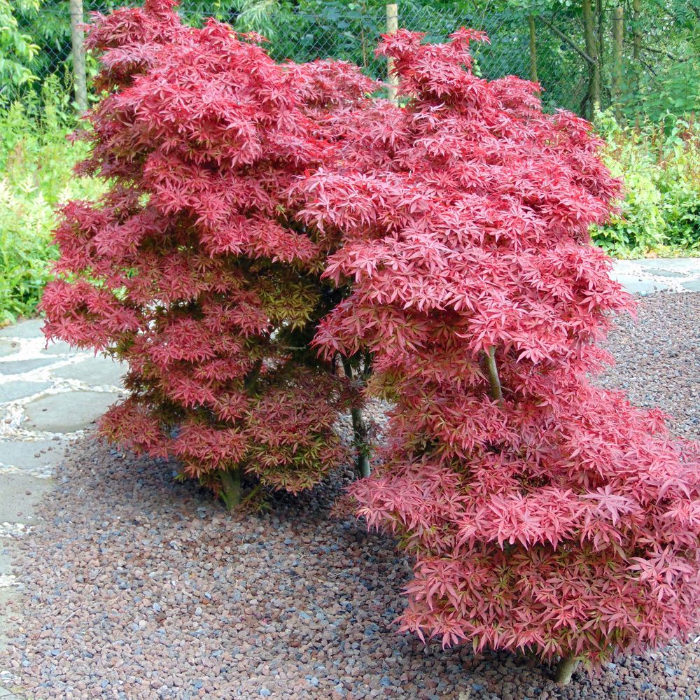 Érable du japon 'shaina' pot de 12l/15l