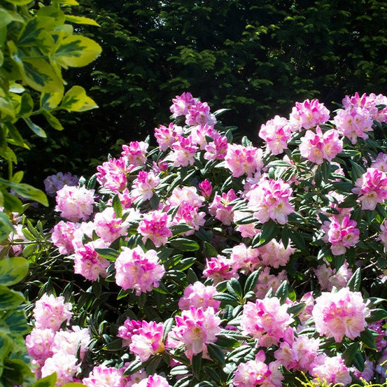 Rhododendron compact doc - le pot / 3l / hauteur livrée 25-30cm