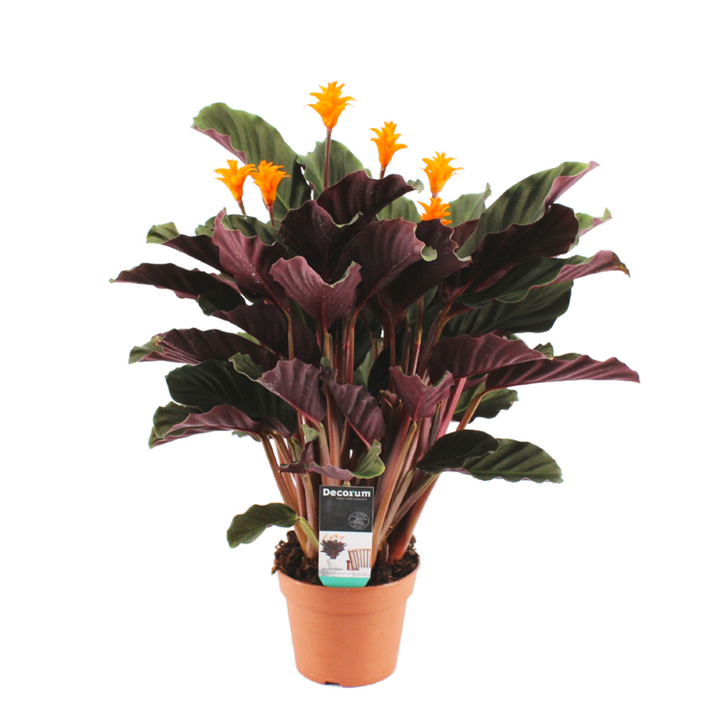 Calathea crocata - flamme éternelle - plantes d’intérieur - 40-50 cm de haut - pot 14 cm