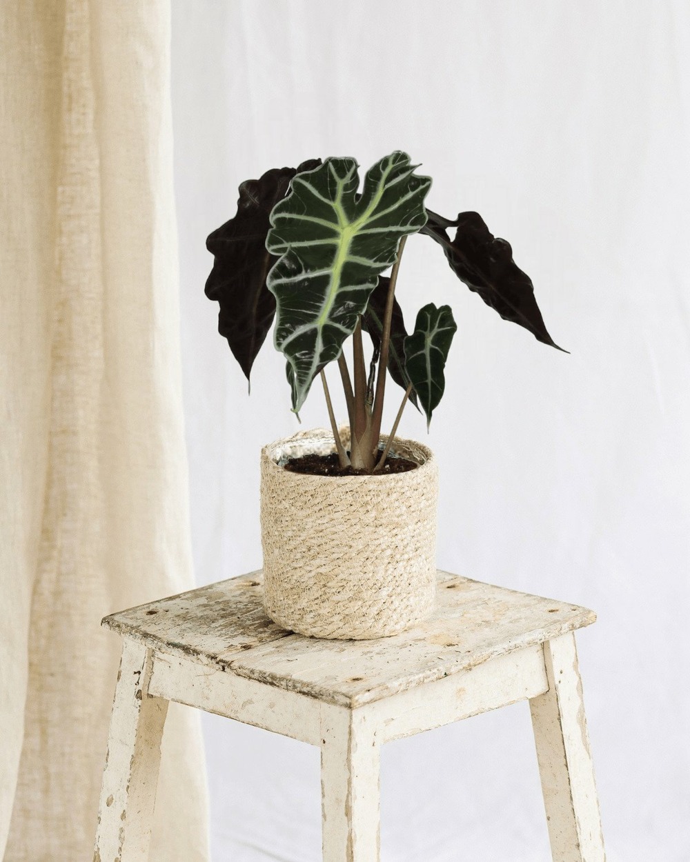 Alocasia polly 30cm - plante d'intérieur