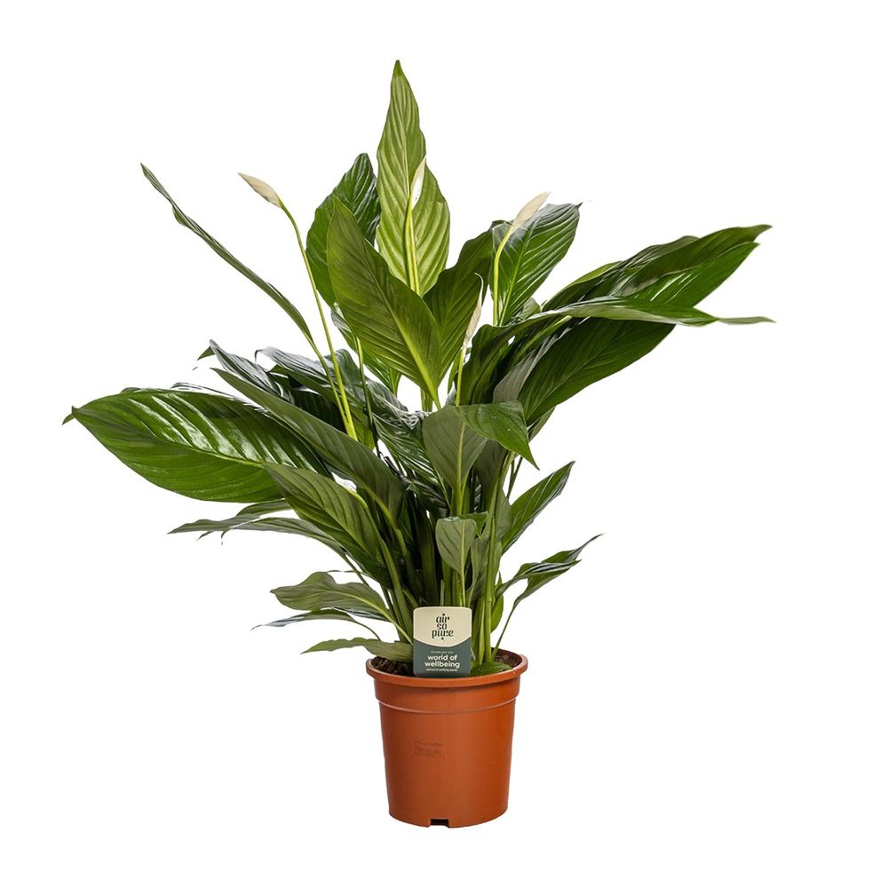Spathiphyllum bingo cupido - ø19cm - ↕80cm - plantes d'intérieur