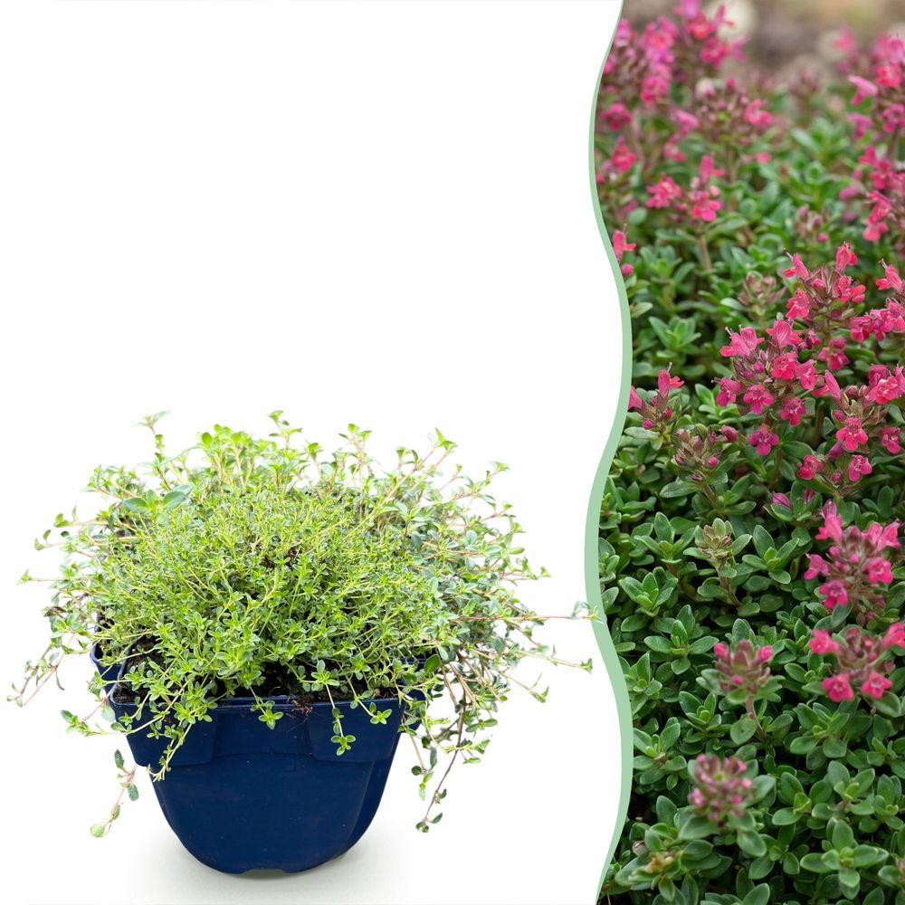 Thym 'red carpet' - lot de 12 - pot 11 cm - hauteur 25 cm