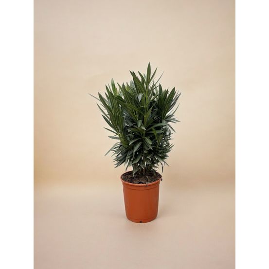 Laurier rose (nerium oleander) 'nerium oleander'