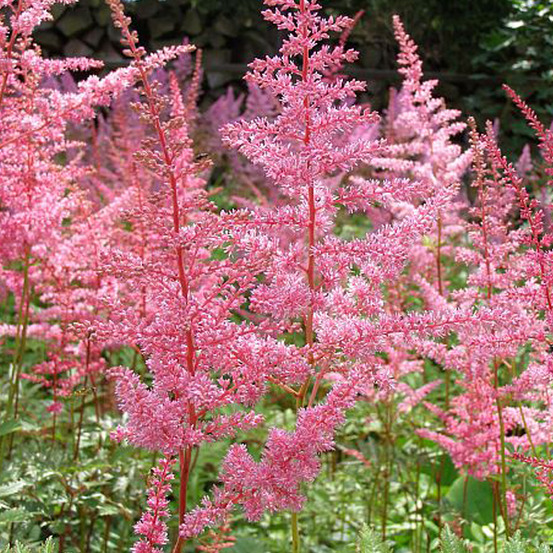 6 x astilbe d'arends 'cattleya' - astilbe arendsii 'cattleya' - godet 9cm x 9cm
