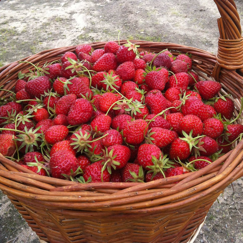 Fraisier 'ostara' - remontant godet de 7/8 cm