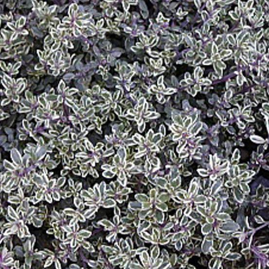 6 x thym citron 'silver queen' - thymus citriodorus 'silver queen' - godet 9cm x 9cm