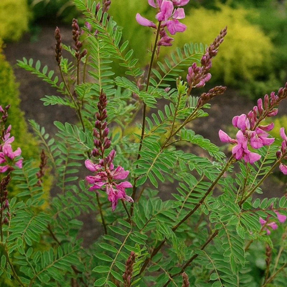 Indigotier rose (indigofera heterantha)