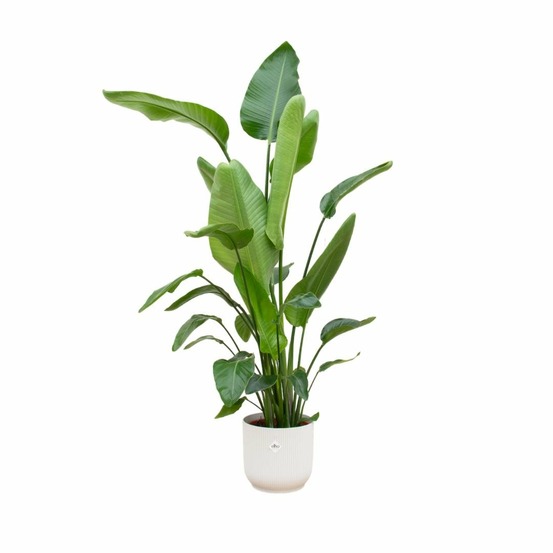 Strelitzia nicolai 170 cm et son pot blanc - hauteur 170cm