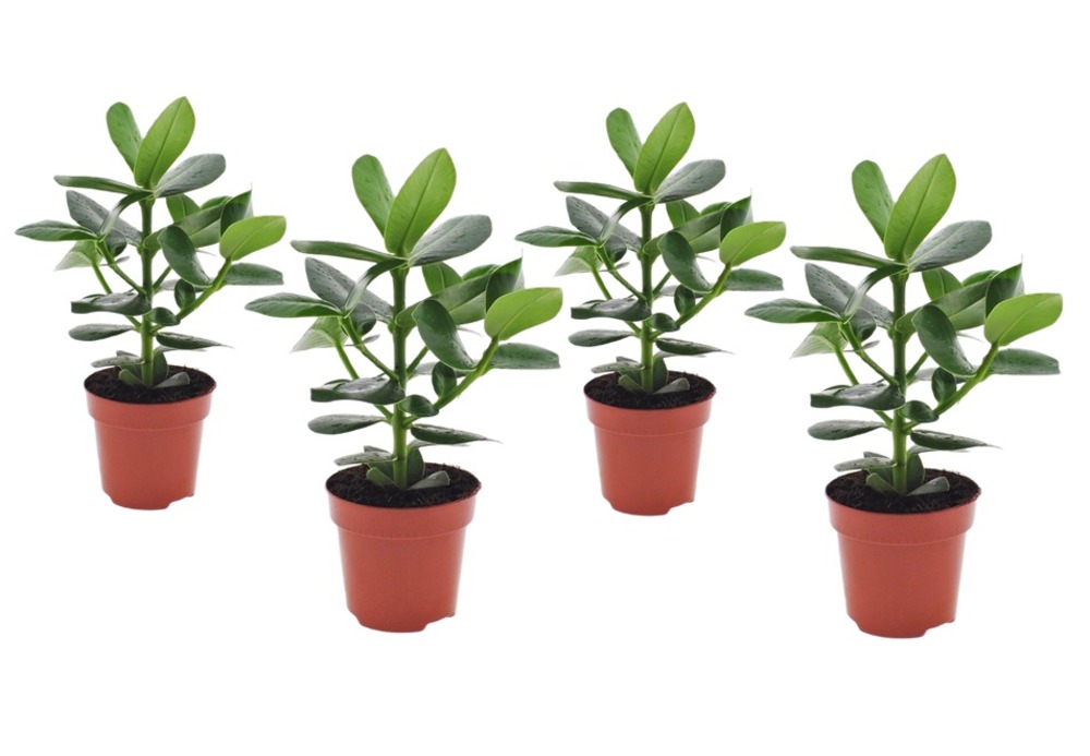 Pommier baumier - set de 4 - clusia rosea 'princess' - hauteur 25-35cm - ⌀12cm