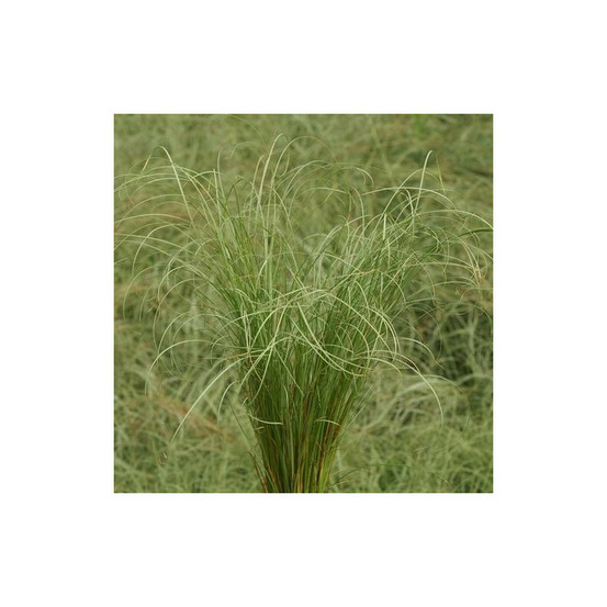 Laîche comans lot de 9 godets