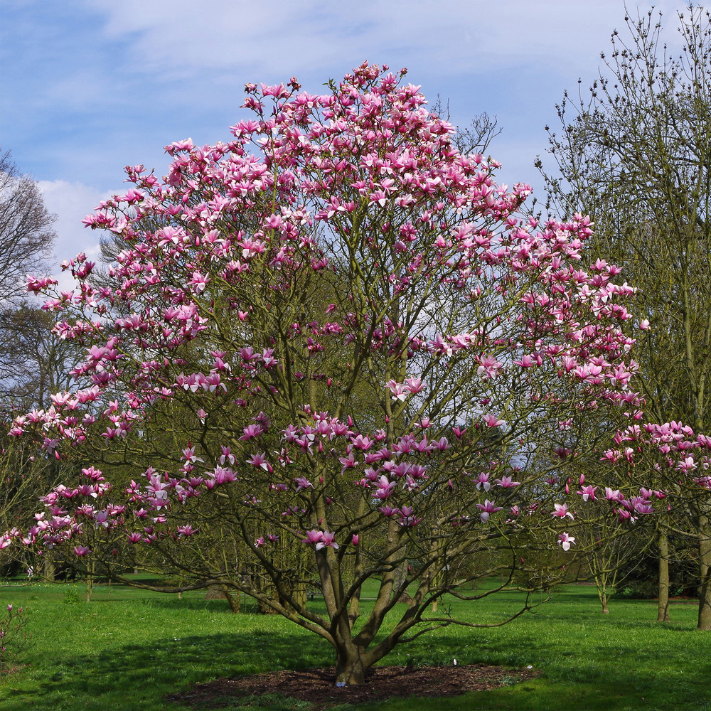 Magnolia 'star wars' pot de 4l/5l