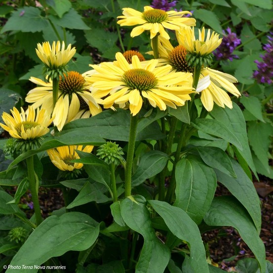 Rudbeckia pourpre 'chiquita' godet de 8/9 cm