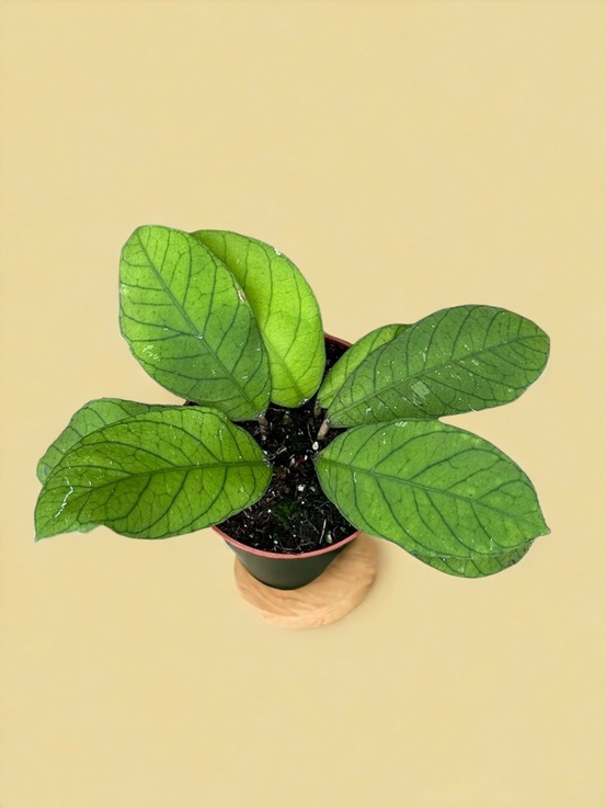 Hoya sp sabah