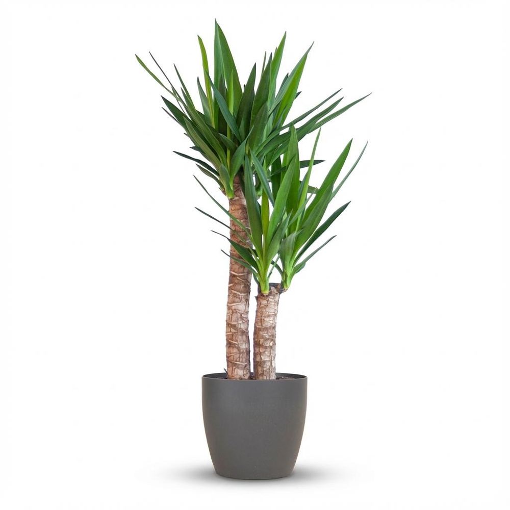 Yucca elephantipes - pot de 21cm - hauteur 80 - 90cm