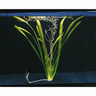 Plante aquatique : Vallisneria Gigantea en pot