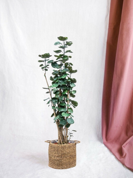 Polysicas fabian xxl - 160 cm - ⌀30 160cm - plante d'intérieur