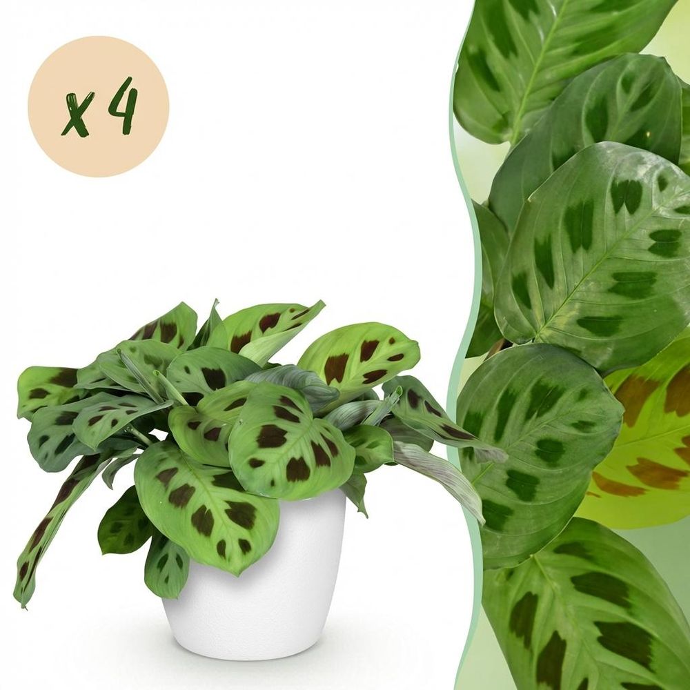 Maranta fascinator kerchoveana - pet-friendly - pot de 12cm - hauteur 25cm - plantes d'intérieur