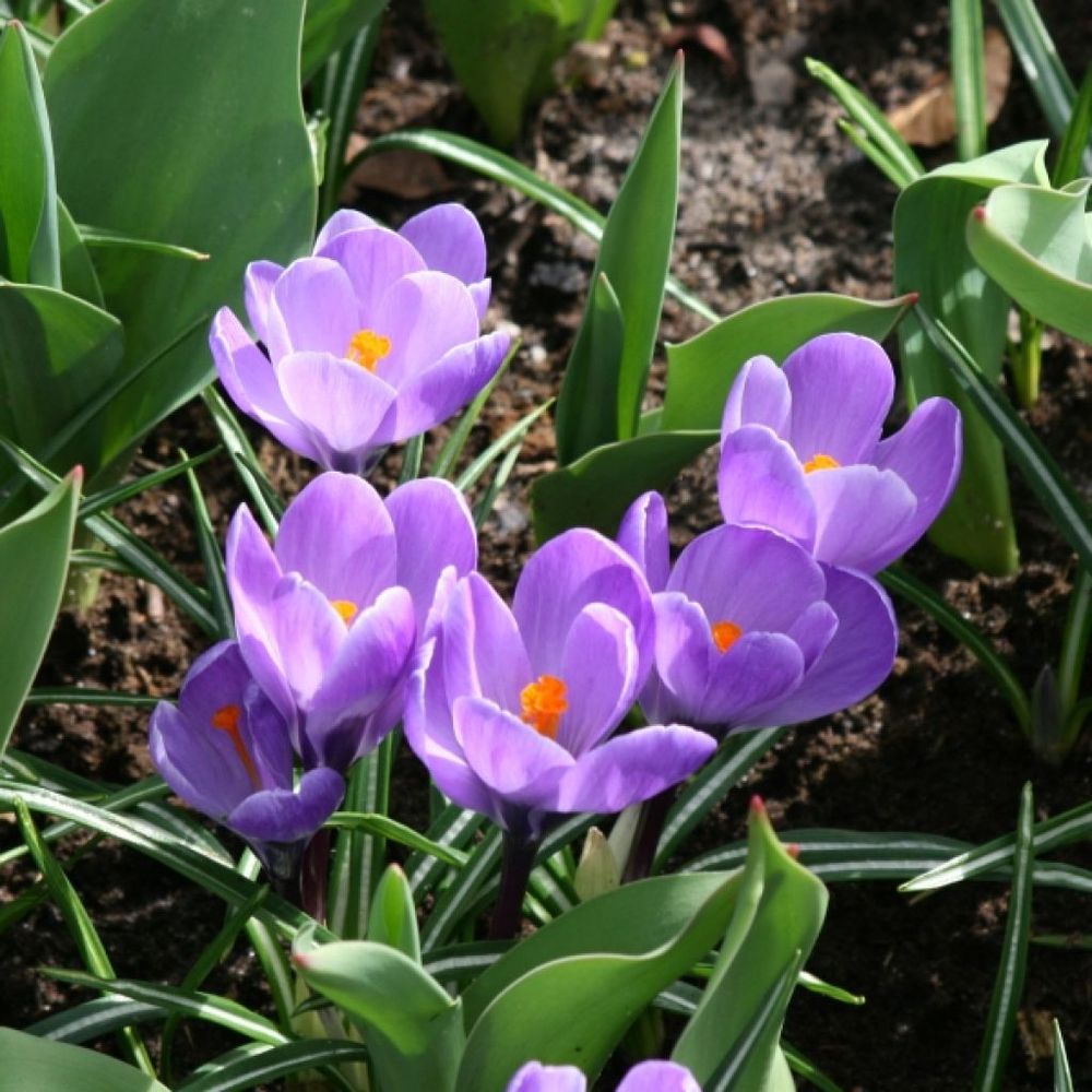 Crocus mamouth 'remembrance' bulbe calibre 8+ (par 25)
