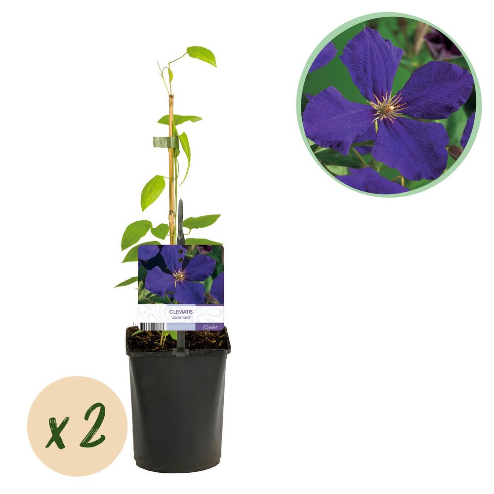 Clématite - lot de 2 - pot 11 cm - hauteur 40 cm - bleu - plante d'extérieur
