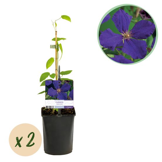 Clématite - lot de 2 - pot 11 cm - hauteur 40 cm - bleu - plante d'extérieur