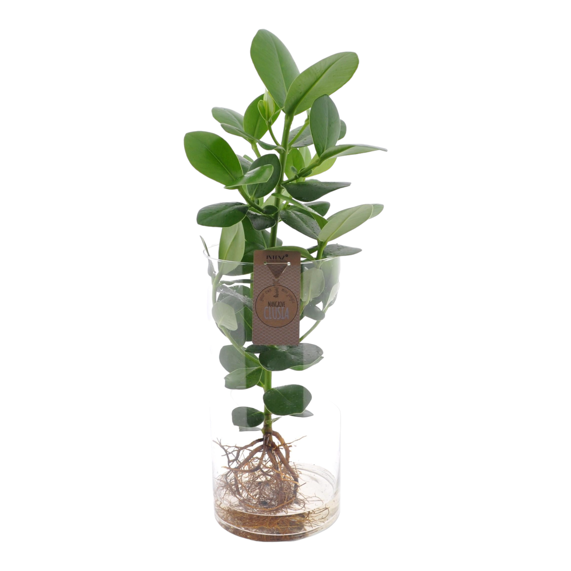 Plante d'intérieur - clusia en hydroculture et son tube en verre 60.0cm