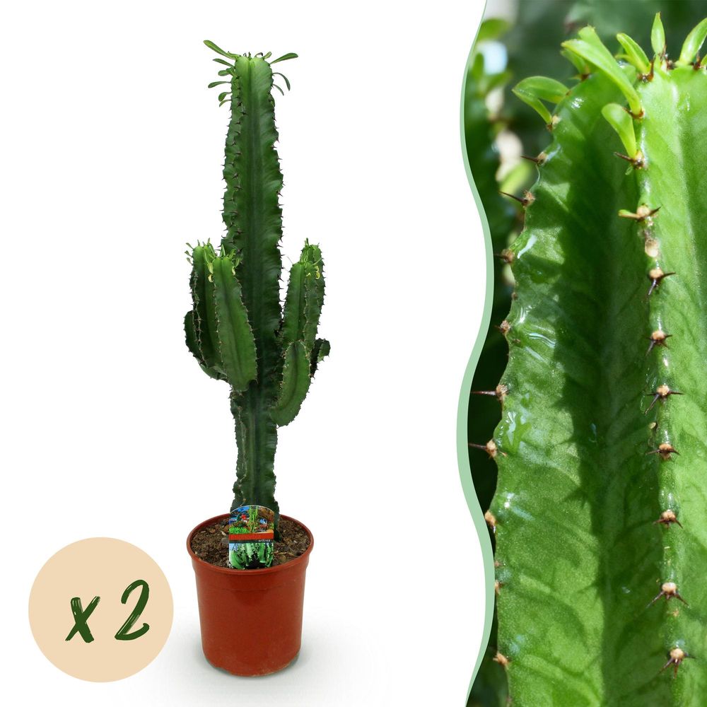 Euphorbia eritrea - arbre à lait africain - pot de 19cm - hauteur 70cm - plantes d'intérieur