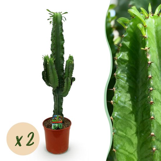 Euphorbia eritrea - arbre à lait africain - pot de 19cm - hauteur 70cm - plantes d'intérieur
