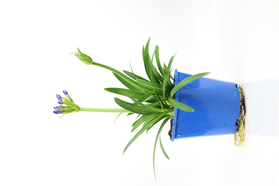 Agapanthe pot 2 l