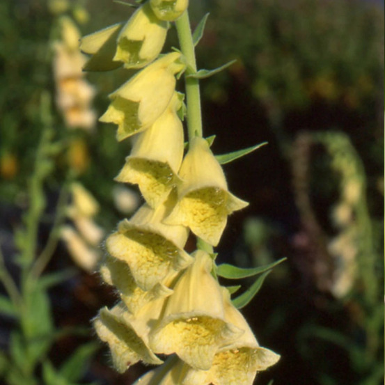 Digitale à grandes fleurs lot de 9 godets