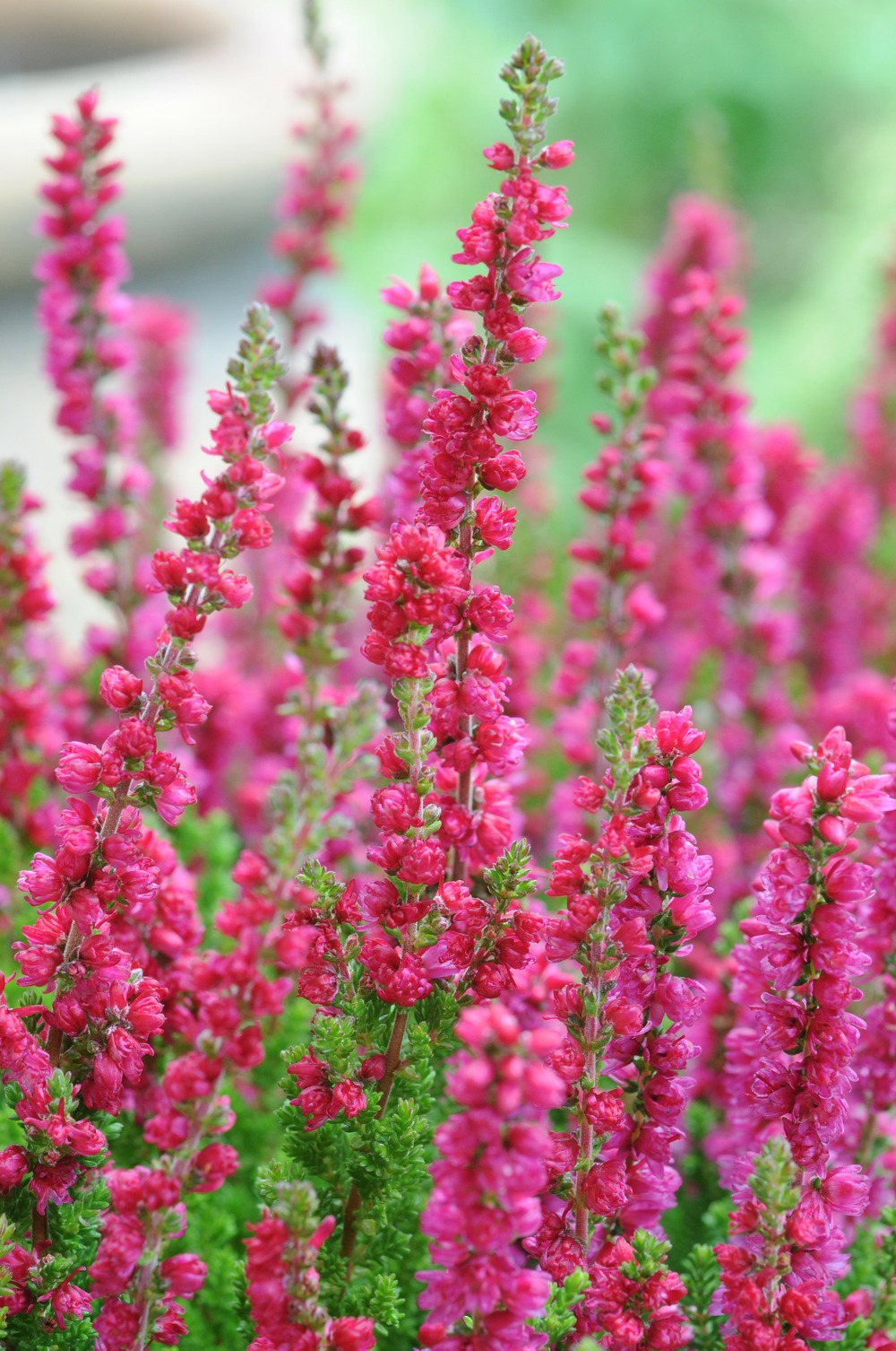 Bruyère d'été 'dark beauty' - en pot de 1 litre