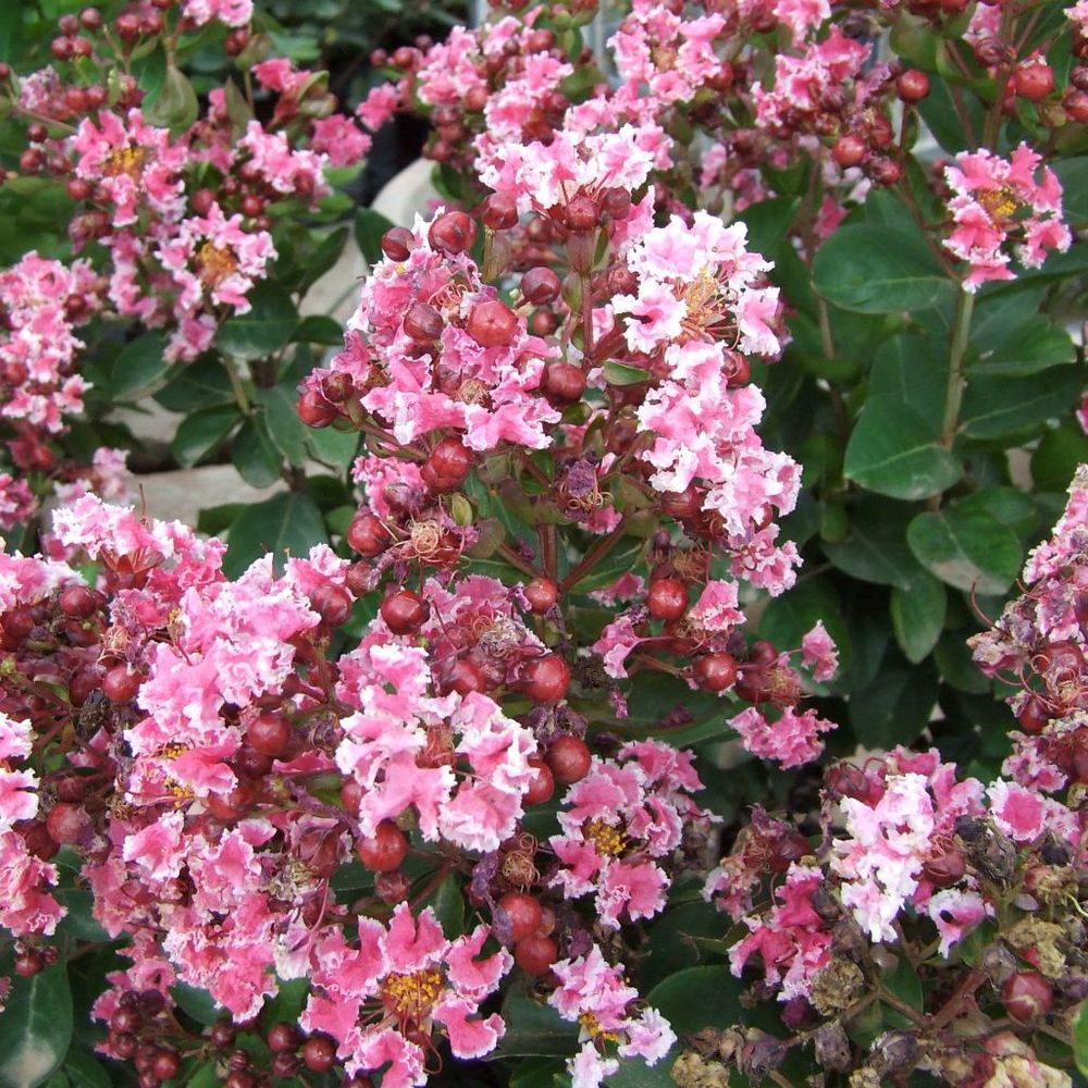 Lilas des indes 'berlingot menthe' pot de 3l/4l, buisson, touffe