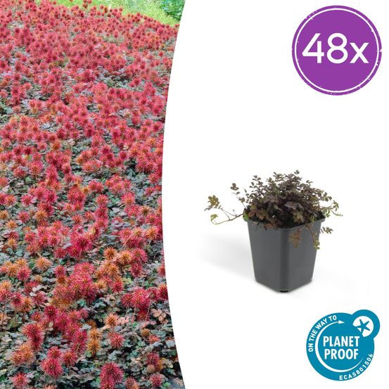 Lot de 48 - acaena microphylla 'kupferteppich' - h10-25 cm