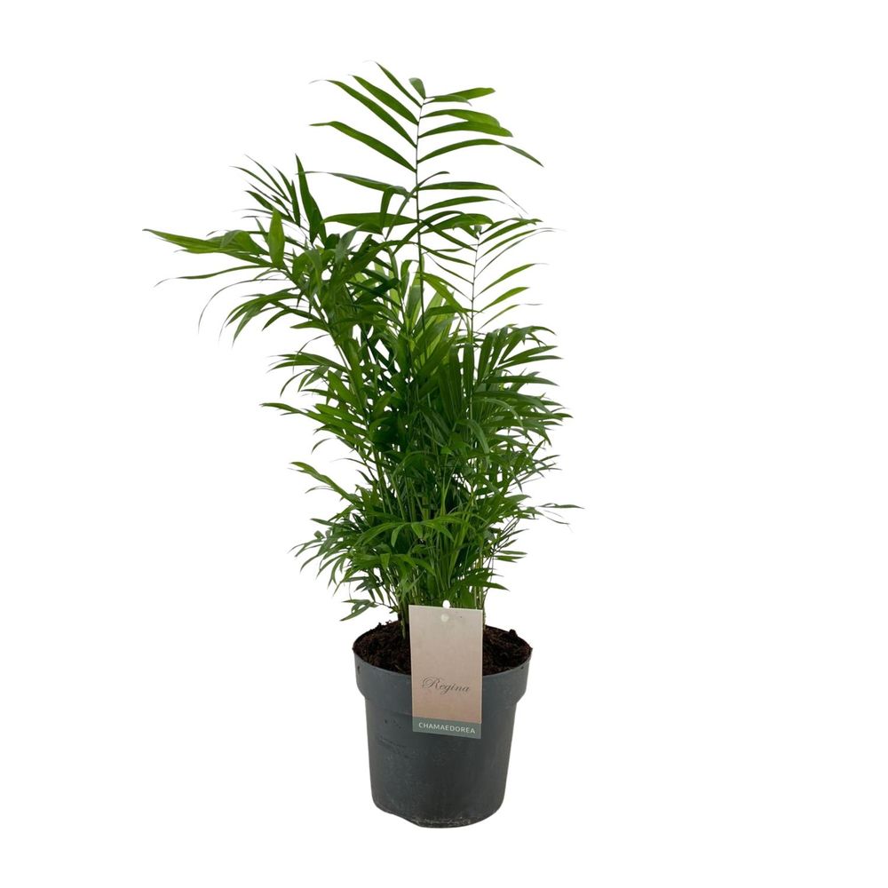 Chamaedorea elegans - ø17cm - ↕50cm - plantes d'intérieur