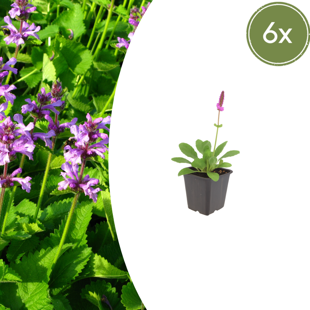 Lot de 60 - oreille d’ours (stachys monieri) 'hummelo'