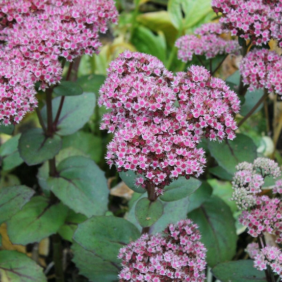 Orpin joyce henderson, sedum lot de 9 godets