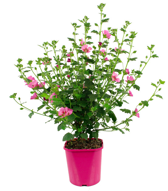 Anisodontea pot 2 l