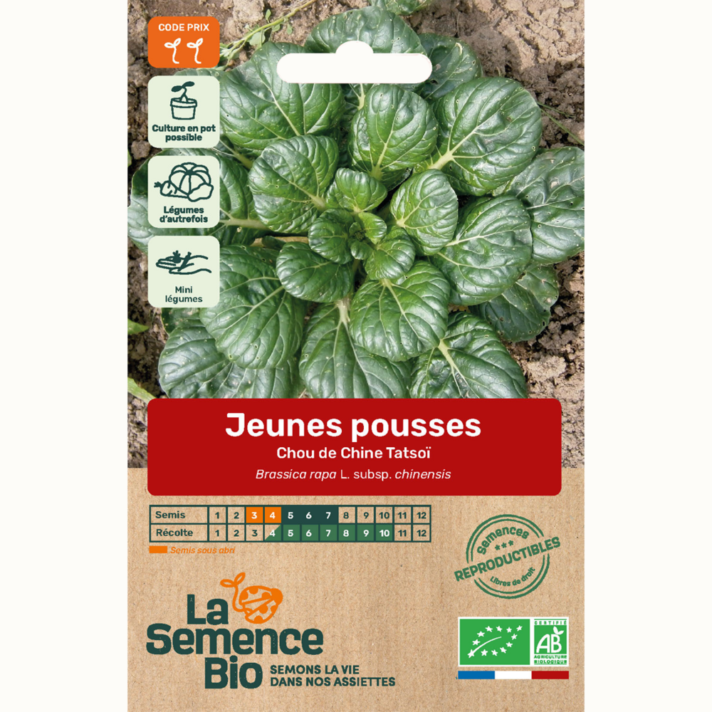 Jeunes pousses chou de chine tatsoï - graines bio