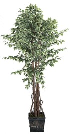 Ficus liane artificiel 240cm vert/blanc 2016 feuilles - dimhaut: h 240 cm - couleur: blanc-vert