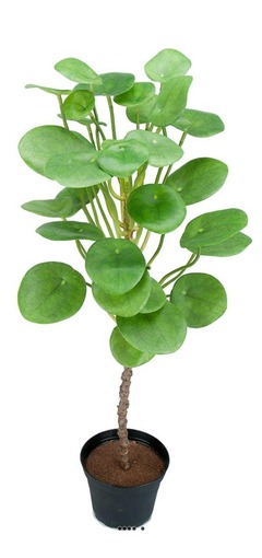 Plante verte oreilles d'éléphant factices en pot h50cm feuilles tergal