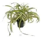 Chlorophytum plante artificielle en pot h 35 cm très dense