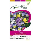 Viola cornuta variée