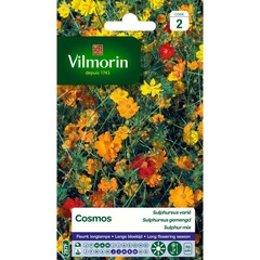 Vilmorin - cosmos sulphureus varié