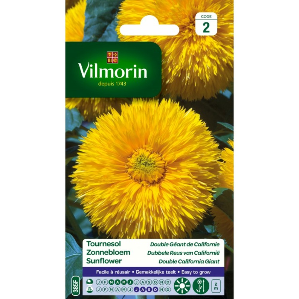 Tournesol double géant de californie