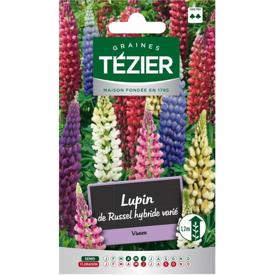 Lupin de russel hybride varié -- fleurs vivaces